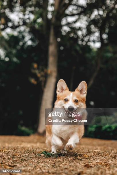 happy energetic pet corgi dog running on grass in a nature park outdoors having fun playing - pembroke welsh corgi stock pictures, royalty-free photos & images