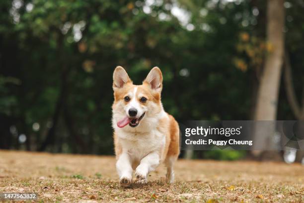 glückliches, energisches haustier corgi hund, der auf gras in einem naturpark im freien läuft und spaß beim spielen hat - pembroke welsh corgi stock-fotos und bilder