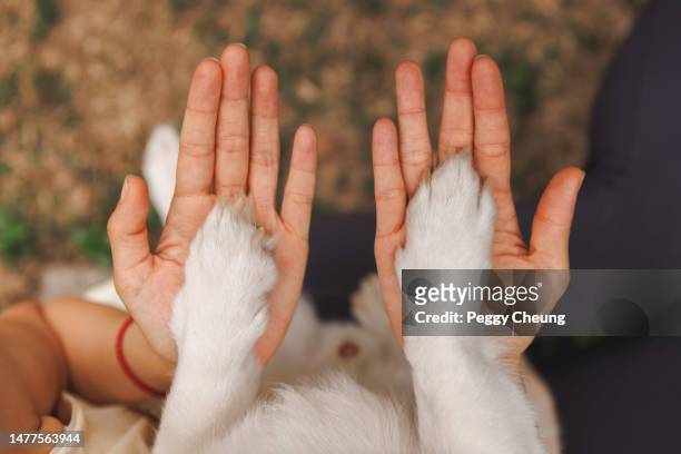 konzeptfoto der verbindung zwischen tier und mensch - nahaufnahme der pfoten eines hundes auf menschlichen frauenhänden - doggy position stock-fotos und bilder