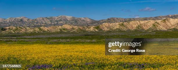 General view of hillsides and pastures on March 26 in Carrizo Plain National Monument, California. Following recent heavy rains, the hillsides and...