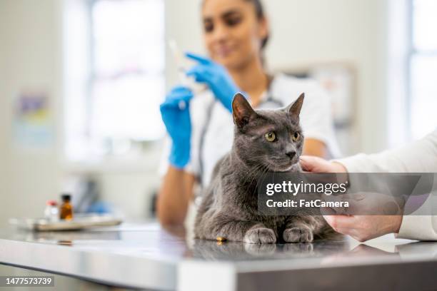 vétérinaire vaccinant un chat - clinique vétérinaire photos et images de collection