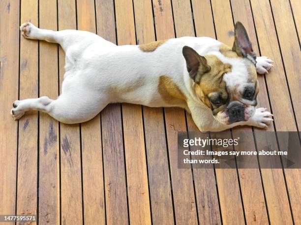a french bulldog sunbathing over a wooden deck. - bulldog frances imagens e fotografias de stock