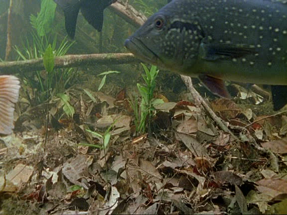 Amazon Fish Video 114 Amazon River Underwater Stock Videos, Footage, & 4K Video Clips ...