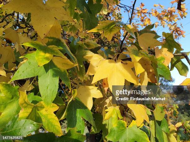 autumn season in melbourne australia with trees changing colours - tree man syndrome stock-fotos und bilder