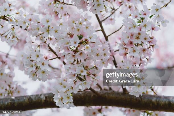 cherry blossoms - alexandria virginia stockfoto's en -beelden