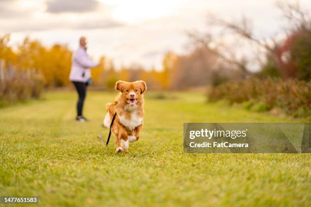 jeu de récupérer - chien de race photos et images de collection