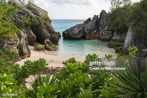 secluded beach at jobson's cove, bermuda - bermuda beach stockfoto's en -beelden