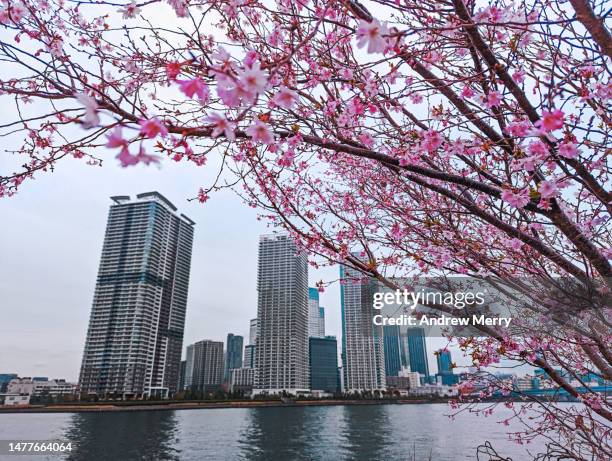 cherry blossoms, urban skyline and harbour tokyo japan - cherry blossoms in full bloom in tokyo imagens e fotografias de stock