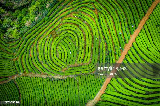 Aerial view of tourists picking tea leaves at a tea garden on March 28, 2023 in Fuzhou, Fujian Province of China.