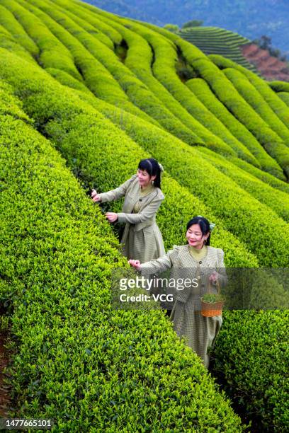 Tourists pick tea leaves at a tea garden on March 28, 2023 in Fuzhou, Fujian Province of China.