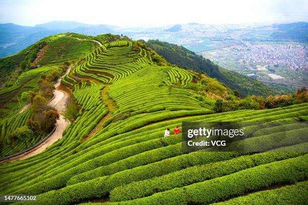 Tourists pick tea leaves at a tea garden on March 28, 2023 in Fuzhou, Fujian Province of China.