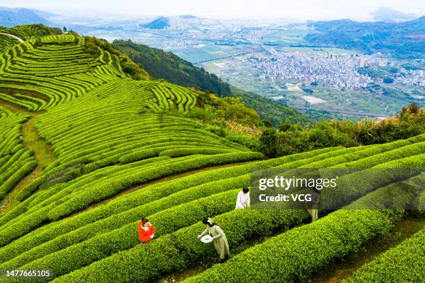 Tourists pick tea leaves at a tea garden on March 28, 2023 in Fuzhou, Fujian Province of China.