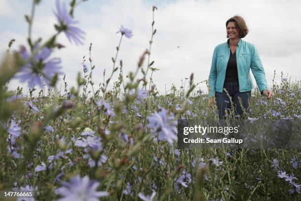 German Agriculture and Consumer Protection Minister Ilse Aigner walks among flowering wild chicory growing at a test field operated by the Saaten...