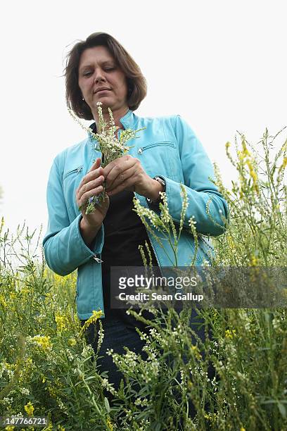 German Agriculture and Consumer Protection Minister Ilse Aigner walks among flowering wild clover growing at a test field operated by the Saaten...