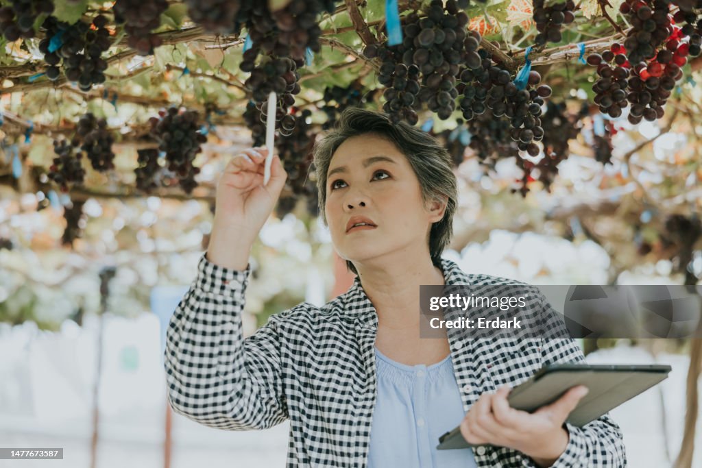 Global business with technology supported work, Owner of vineyard working in her vineyard.