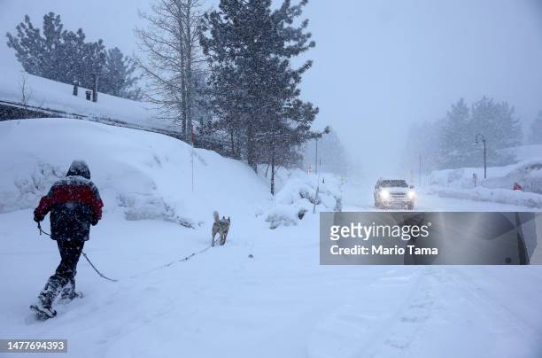 Person walks with a dog as a vehicle drives while snow falls in the Sierra Nevada mountains from yet another storm system which is bringing heavy...