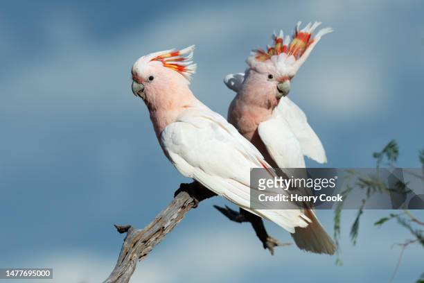 pink cockatoo (lophochroa leadbeateri) - cockatoo stock pictures, royalty-free photos & images