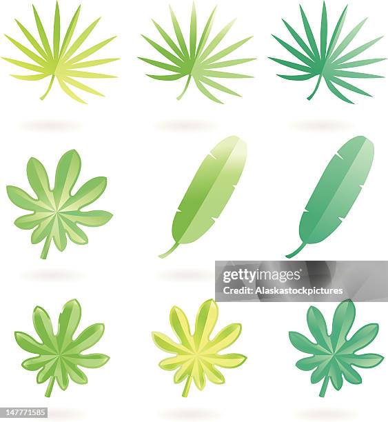 soft leafs ix - banana leaves stock illustrations