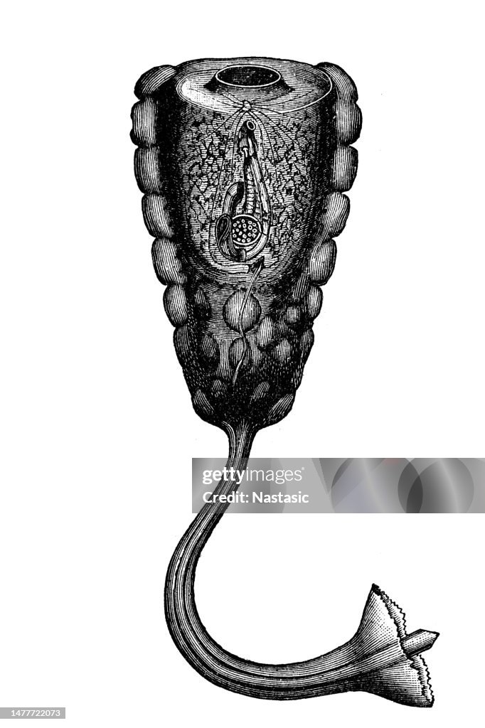 Pear-shaped ascidian, Hypobythius