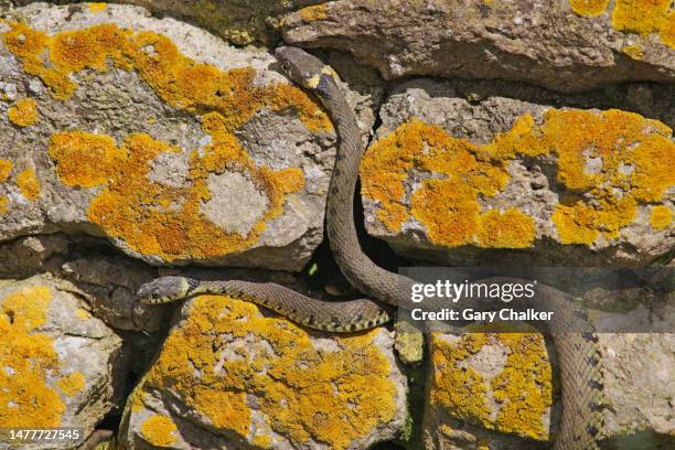 grass snakes [natrix natrix] - grass snake stock pictures, royalty-free photos & images