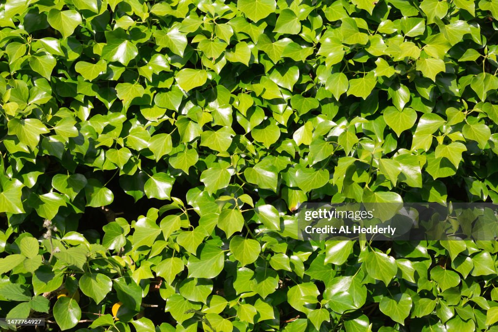 Ivy covers a Cornish hedge