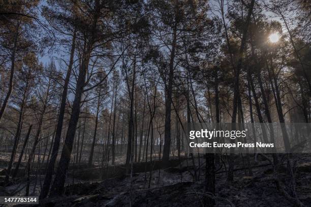 Vegetation affected by the Villanueva de Viver fire on March 29 in Villanueva de Viver, Castellon de la Plana, Comunidad Valenciana, Spain. The work...