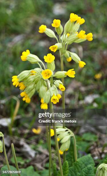 cowslip - primula stock pictures, royalty-free photos & images