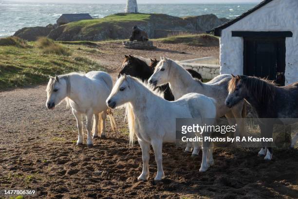 wild carneddau ponies beside the pilot cottages on llanddwyn island, anglesey - welsh pony stockfoto's en -beelden