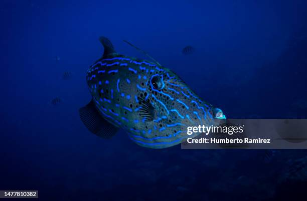 scrawled filefish. - scrawled stock pictures, royalty-free photos & images
