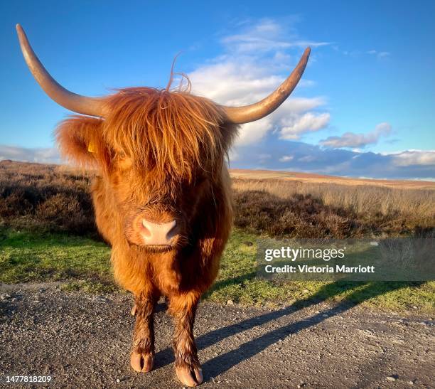 highland cow - highland cow stock pictures, royalty-free photos & images