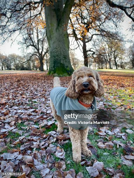 cute dog amongst the leaves - dog coat stock pictures, royalty-free photos & images