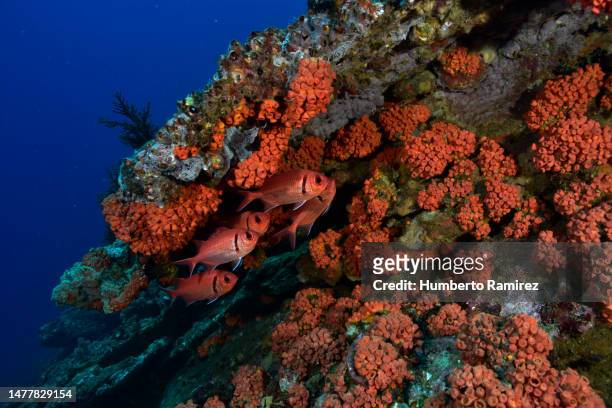 rocky reef. - taucherperspektive stock-fotos und bilder