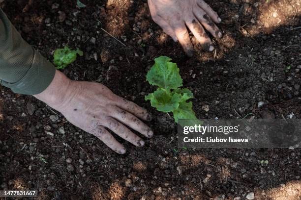 unrecognisable mature man (50-55 years) planting lettuce sapling in the ground - 55 years old white man active stockfoto's en -beelden