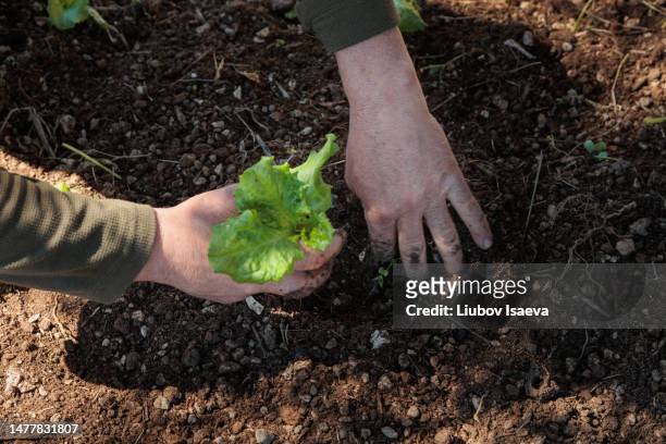 hands of mature man (50-55 years) planting lettuce seedlings in vegetable garden - 55 years old white man active stockfoto's en -beelden
