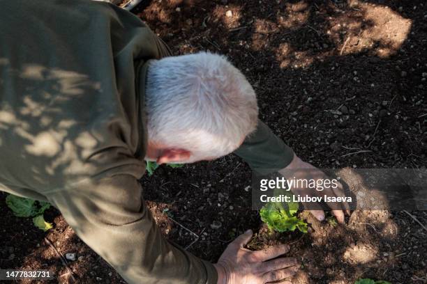 unrecognisable mature man (50-55 years) planting lettuce sapling in the ground - 55 years old white man active stockfoto's en -beelden