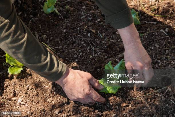 hands of mature man (50-55 years) planting lettuce seedlings in vegetable garden - 55 years old white man active stockfoto's en -beelden