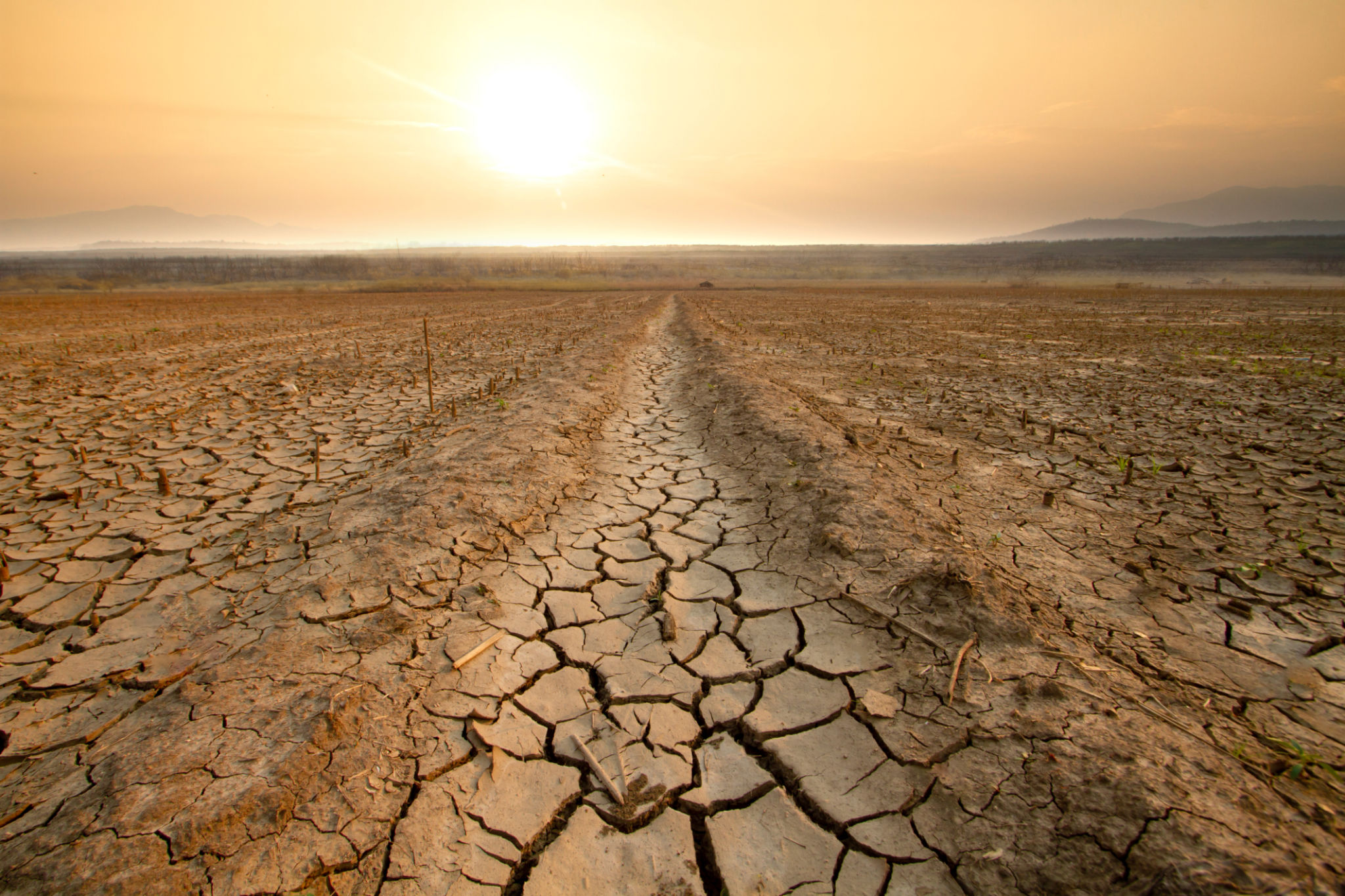 plant erosion