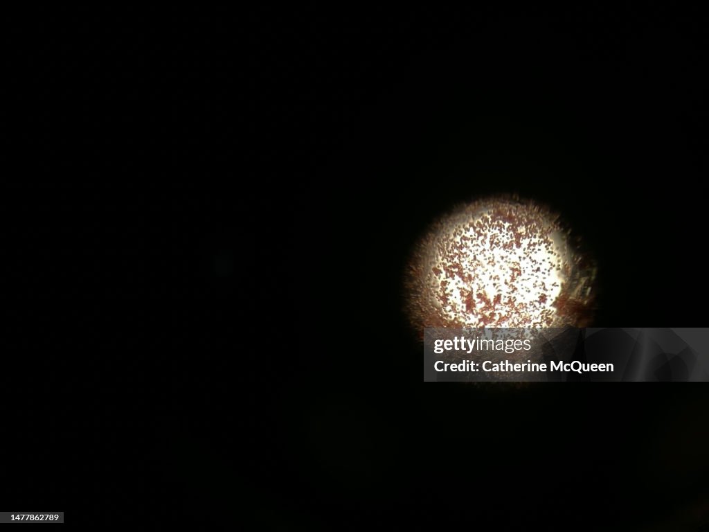 Paramecium organisms under microscope