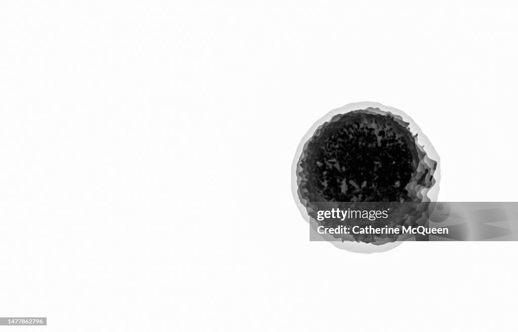 Illustration of paramecium organisms under microscope