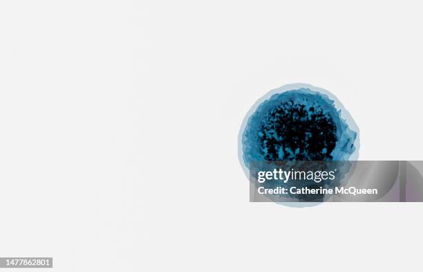 illustration of paramecium organisms under microscope - zellmembran stock-fotos und bilder