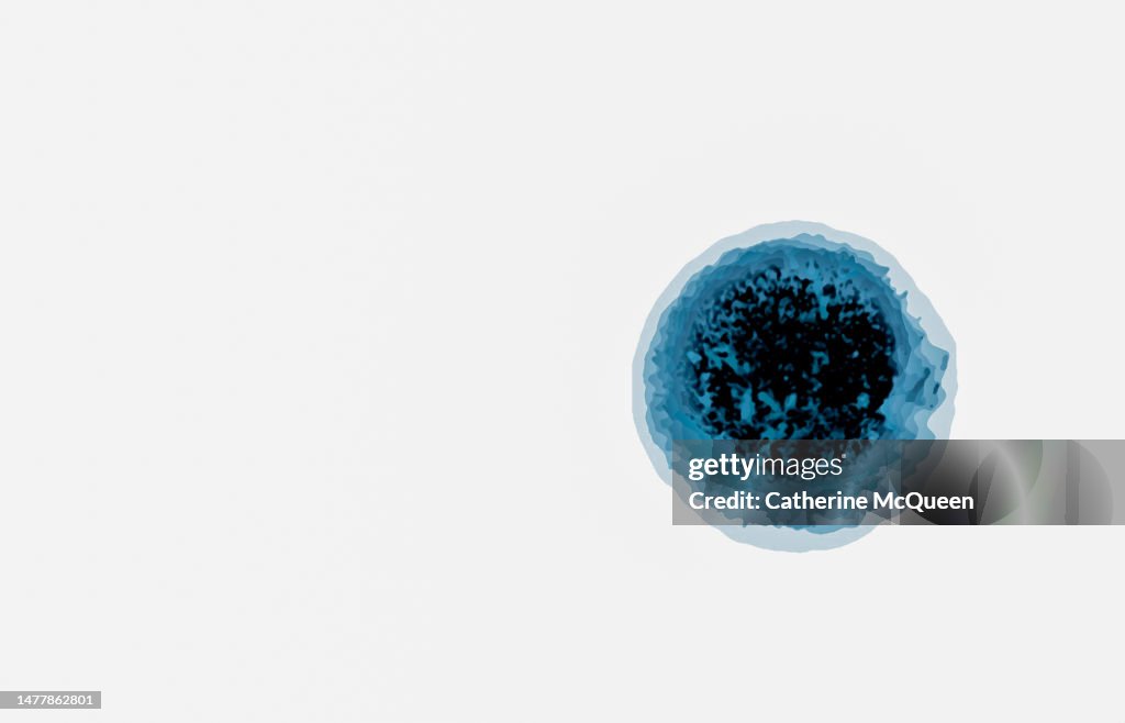 Illustration of paramecium organisms under microscope
