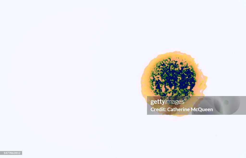 Illustration of paramecium organisms under microscope