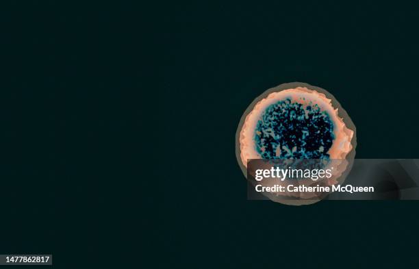 illustration of paramecium organisms under microscope - paramecium sonneborni stockfoto's en -beelden