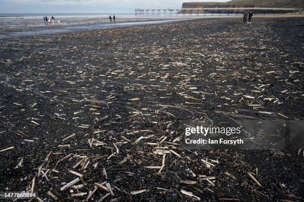 Hundreds of Starfish, Razor fish shells, Mussels and Clams have been washed up onto the beach with sea coal at Saltburn on March 29, 2023 in...