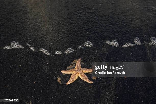 Starfish lies on the sand and is one of hundreds washed up onto the beach with sea coal at Saltburn on March 29, 2023 in Saltburn-by-the-Sea,...