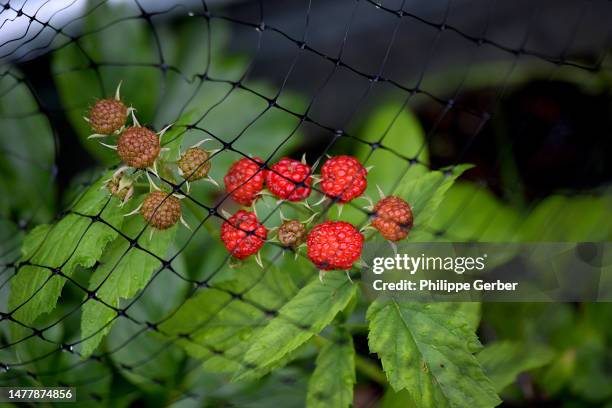 raspberry plant - framboeseiro imagens e fotografias de stock