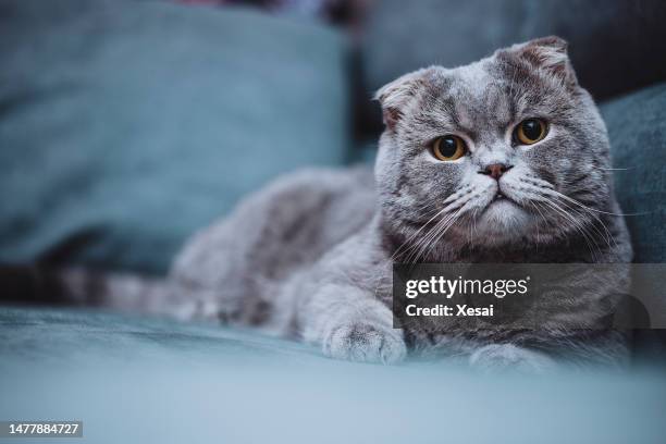 scottish fold cat - purebred cat stock pictures, royalty-free photos & images