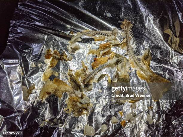 leftover fish bones in tin foil - camping with bone fire stock pictures, royalty-free photos & images