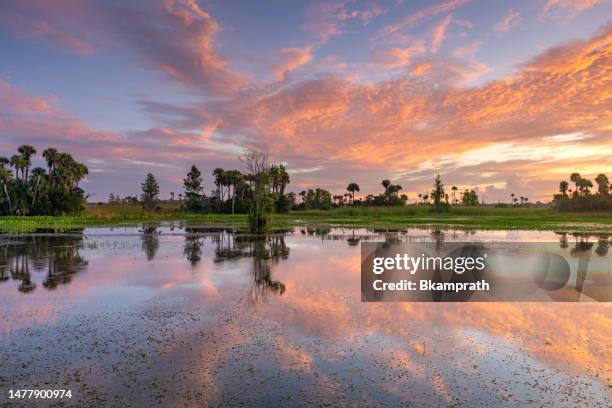atemberaubender orlando wetlands park während eines pulsierenden sonnenaufgangs in zentralflorida usa - orlando florida stock-fotos und bilder