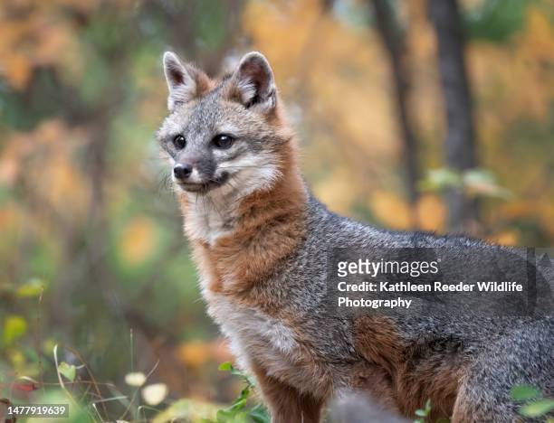 gray fox - graufuchs stock-fotos und bilder